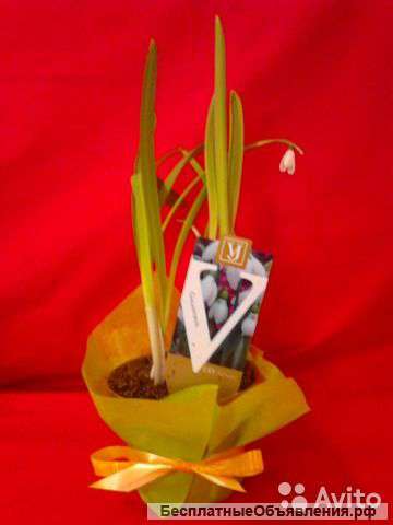 Подснежник луковичный подарочный