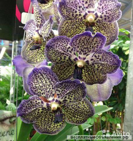 Орхидея Ванда Sunanda Moonlight Blue подвесная