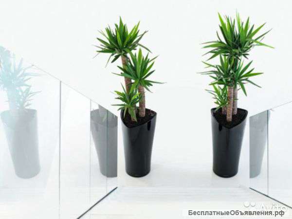 Юкка в кашпо лечуза дельта 170-180 см