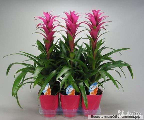 Гузмания Фрея в керамике