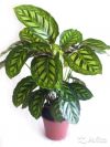 Калатея Флеймстар 40-50 см