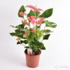 Антуриум пинк эксплоужен 60-65 см
