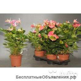 Антуриум Леди Лав. Розовый