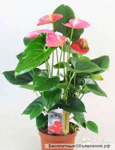 Антуриум Пинк Амис, розовый 30-40 см