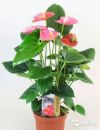 Антуриум Пинк Амис, розовый 30-40 см