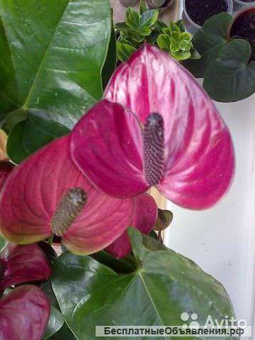 Антуриум Перпл Харт. Лиловый 40-50 см