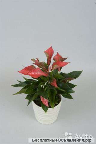 Антуриум Нано Пинк