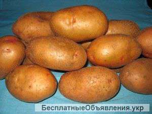 Ранний семенной картофель