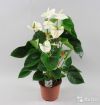 Антуриум Бьюти Белый 35-40см