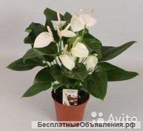 Антуриум Андрианум Алексия 50-60 см