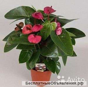 Антуриум Андрианум Амалия Пепл 50-60 см