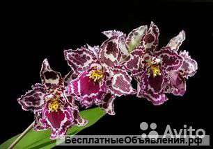 Орхидея Камбрия Беаллара Маргарита Холм