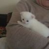 Котенка