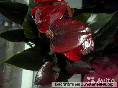 Антуриум Андрианум Антедесия шоколадная 40-50 см