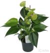 Антуриум Андрианум Беби зеленый 25-30 см