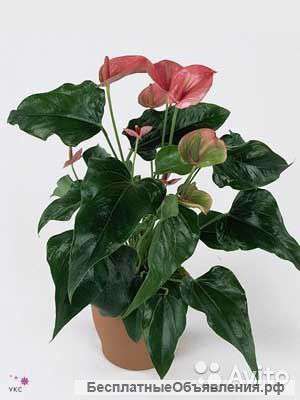 Антуриум Андрианум Беби Кенди 25-30 см