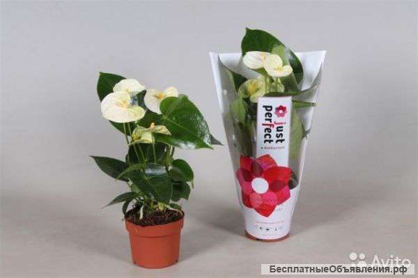 Антуриум Андрианум Монблан 20-30 см