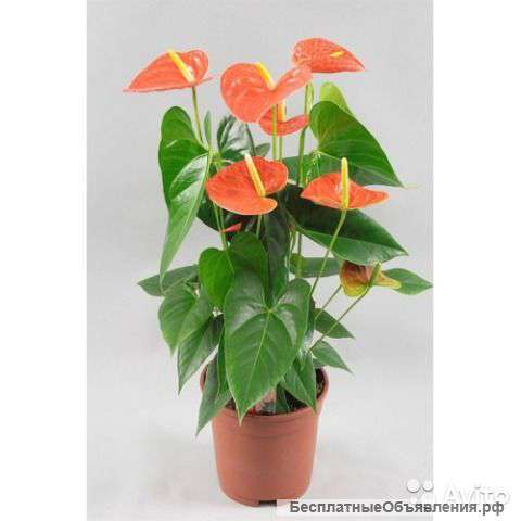 Антуриум Андрианум Оранж Кинг 60-70 см