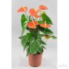 Антуриум Андрианум Оранж Кинг 60-70 см