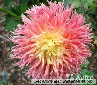 Георгины Fringed Star (Фринджет Стар) луковицы