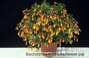 Якобиния Юстиция, мелкоцветковая