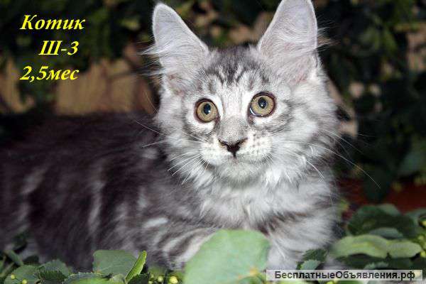 Котята Мейн Кун Кошечки и Котик