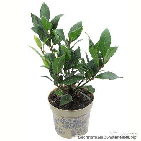 Лавр, лавровое дерево