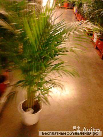 Пальма Хризалидокарпус 170-180 см