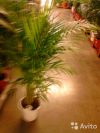 Пальма Хризалидокарпус 170-180 см