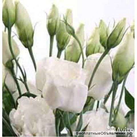 Эустома белая