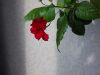 Квартира для проживания
