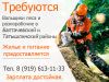 Требуются вальщики леса и разнопвбочие