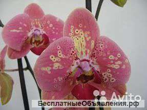 Орхидея Фаленопсис Phalaenopsis Wild Peach 1, 2 ст