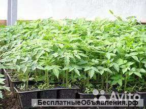 Томат рассада микс