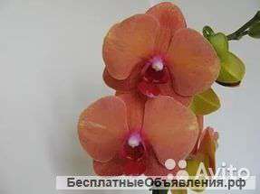 Орхидея Фаленопсис Серфсонг 2 ст