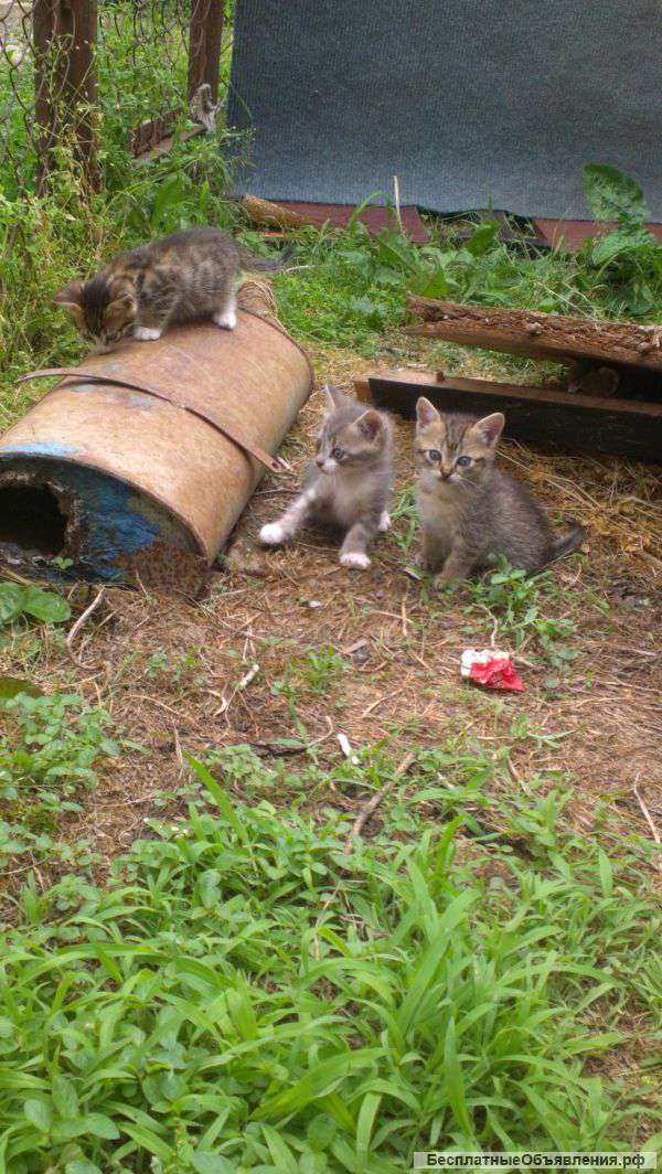 В дар котят