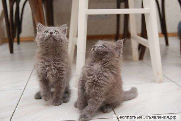 Невские маскарадные котята