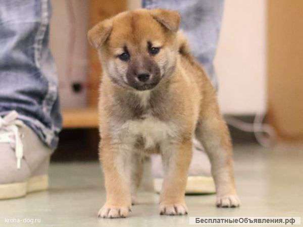 Шибаину, Сиба ину РКФ щенки