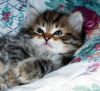 Отдам котенка в хорошие руки