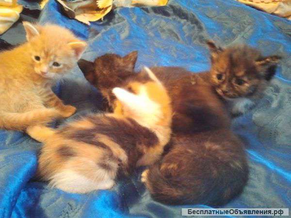 В добрые руки домашних котят 1 мес. Автозавод.