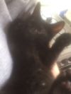 Котята метисы курильского бобтейла и японского бобтейла