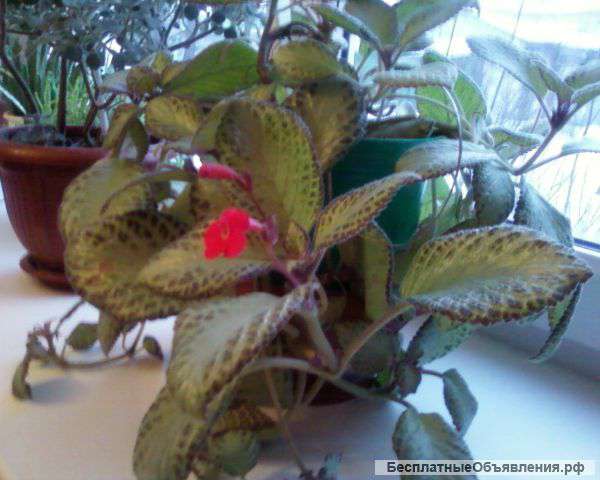 Комнатные растения