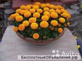 Тагетис в вазоне, 40 см