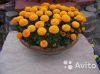 Тагетис в вазоне, 40 см