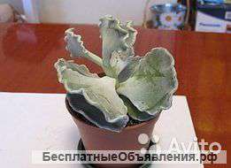 Cotyledon undulata Котиледон ундулата