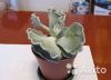 Cotyledon undulata Котиледон ундулата