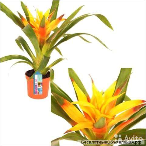 Гузмания Джойс