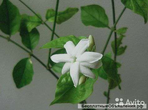 Жасмин самбак, чайный DZ230