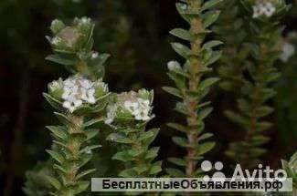 Пимелея ржавая штамбовая