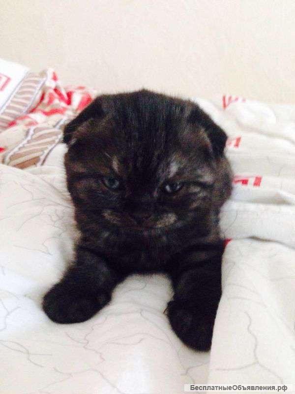 Шотландский котенок